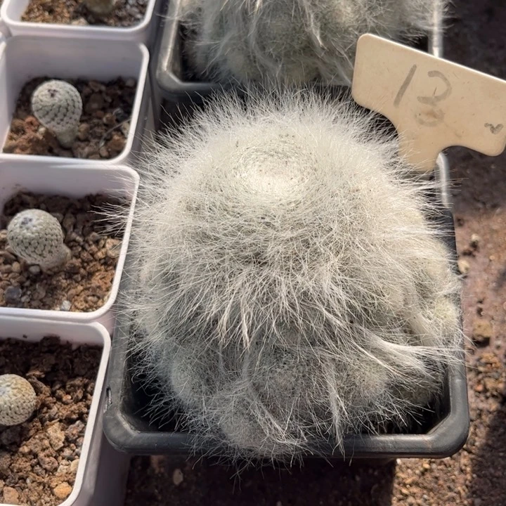 用****913群生雪猿好养皮实