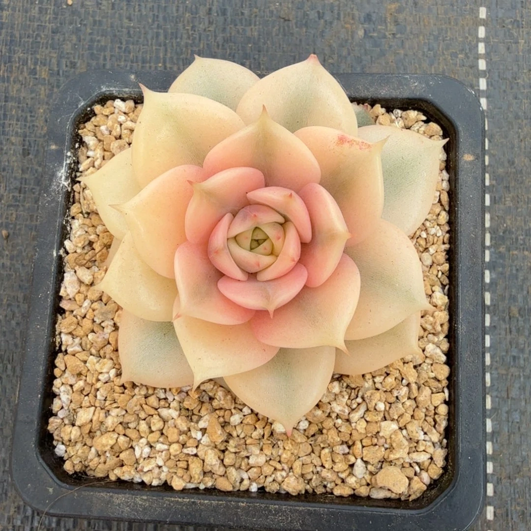 贝加尔湖锦锦上园艺一物一拍