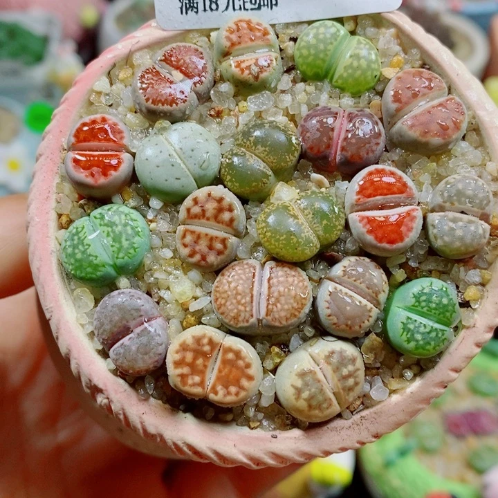 生石花花花花花花花330