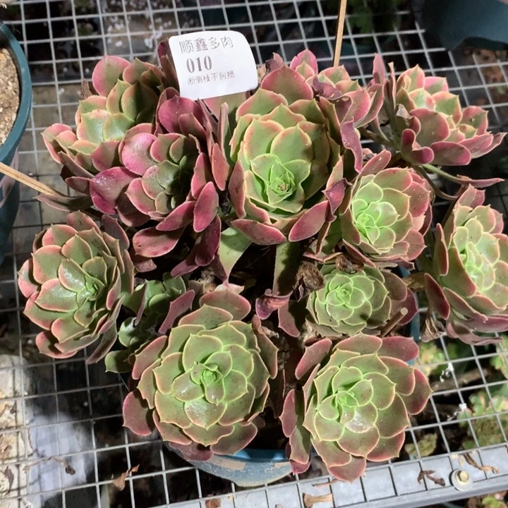 010香妃多肉植物特价