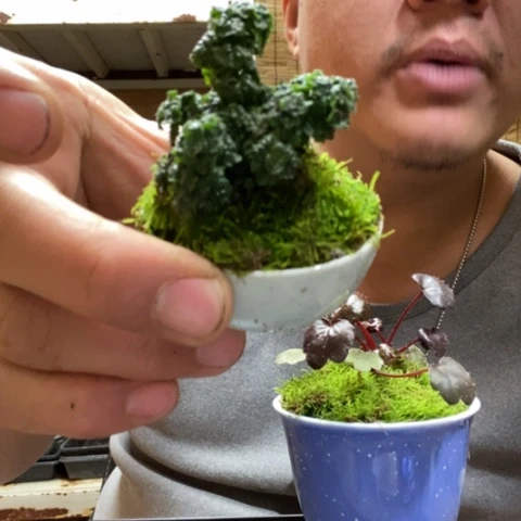 红陶A****J一物一拍所见即所得216