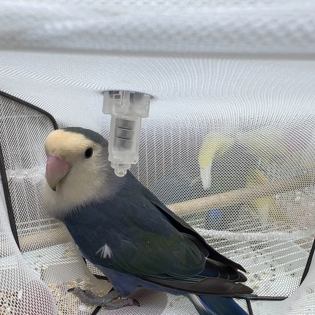 桃脸牡丹鹦鹉特色一只补差价