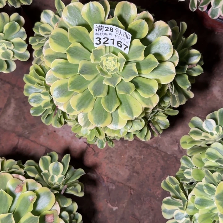 32167绿豆沙多肉植物