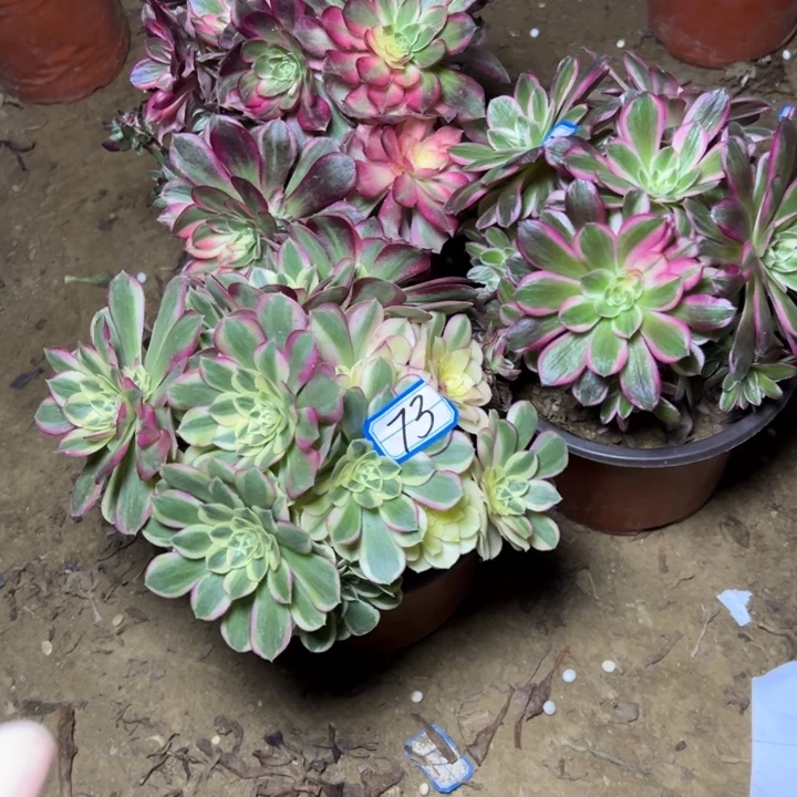 老***南多肉植物砍过朵朵73