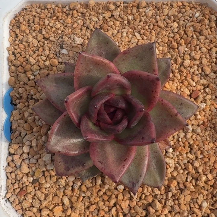 黑水晶 杂  一物一拍