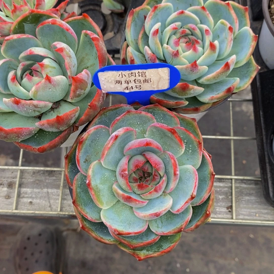 44-精品母本宽叶惊鸿娃娃单头一个