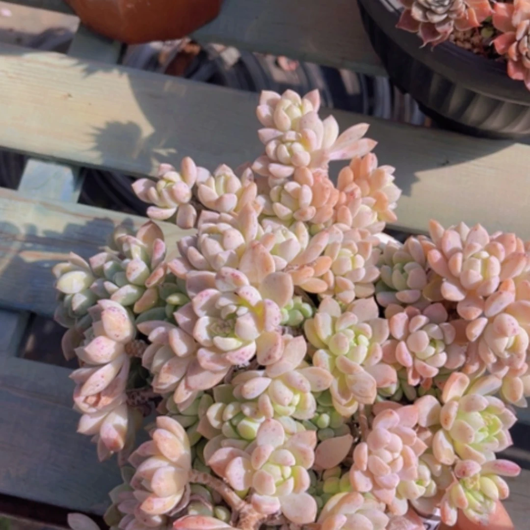 【闪购商品】小桃红18122