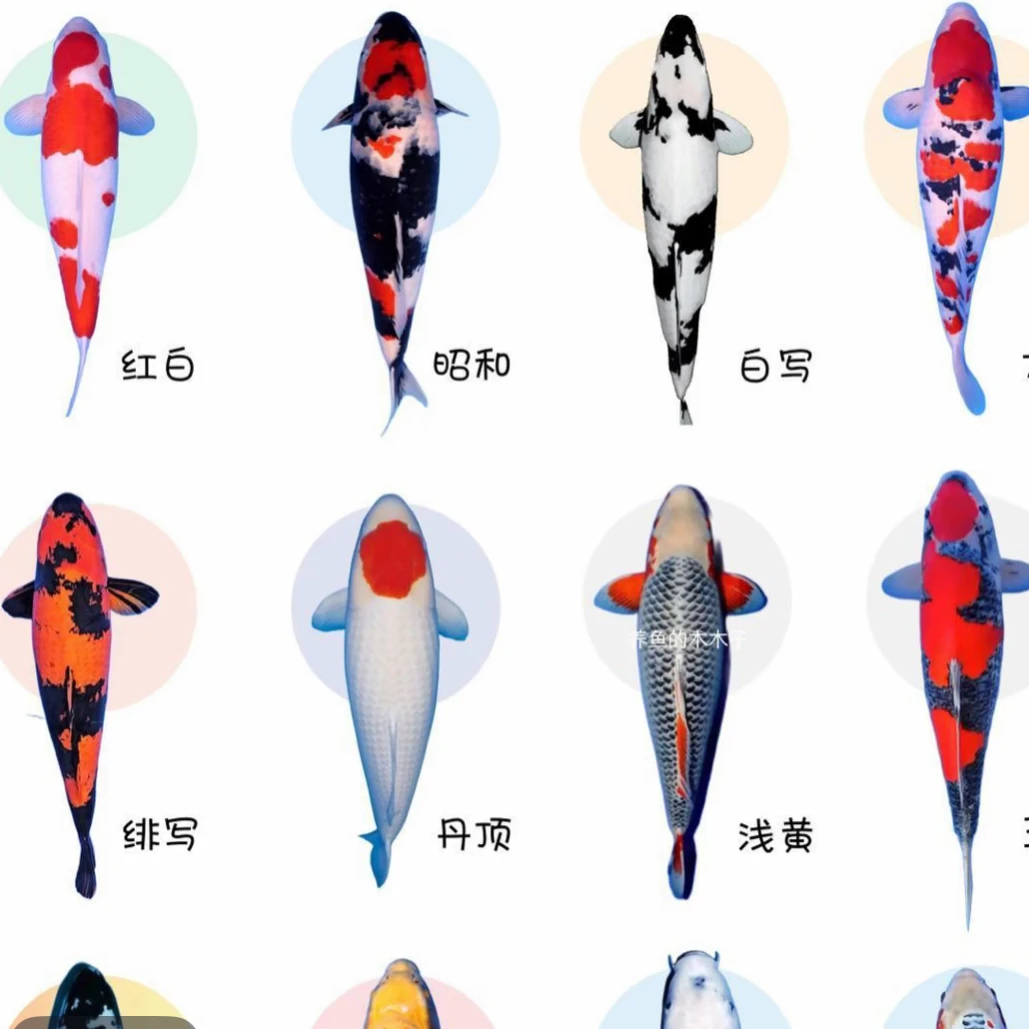 精品血统锦鲤5-7公分 25条温顺好养可混养 全国包邮包损 随机混搭