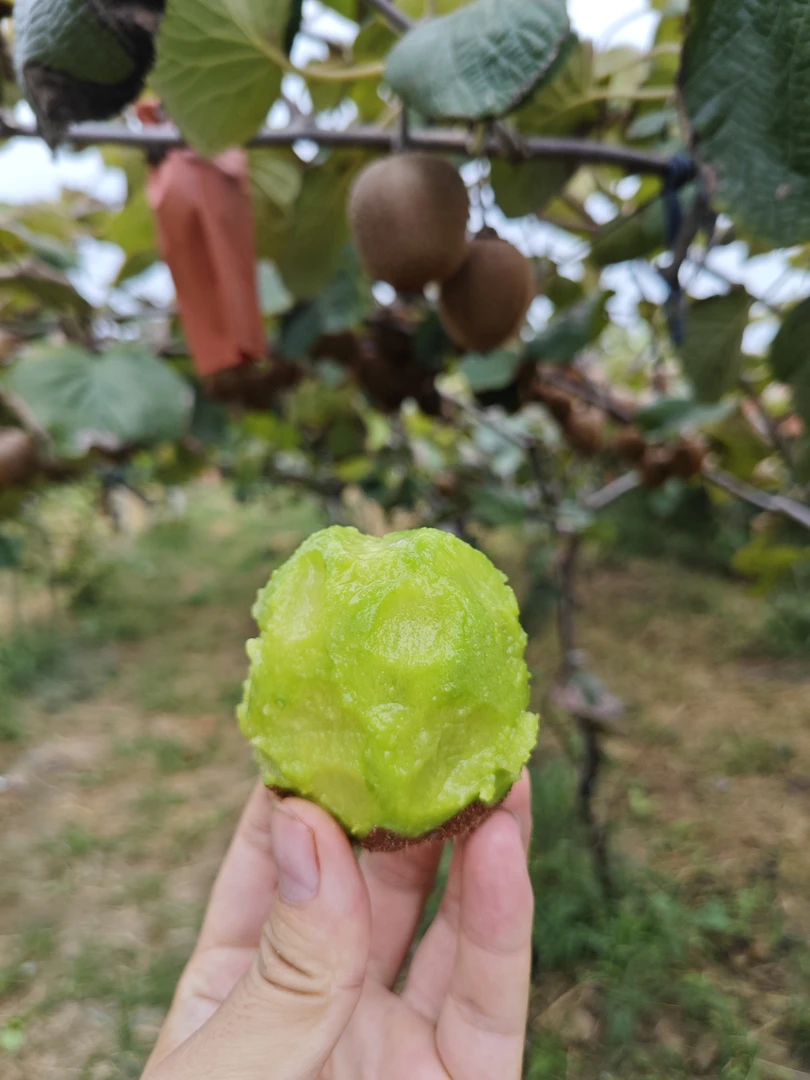 陕西徐香绿心猕猴桃新鲜现摘香甜多汁当季水果中秋送礼陕西特产