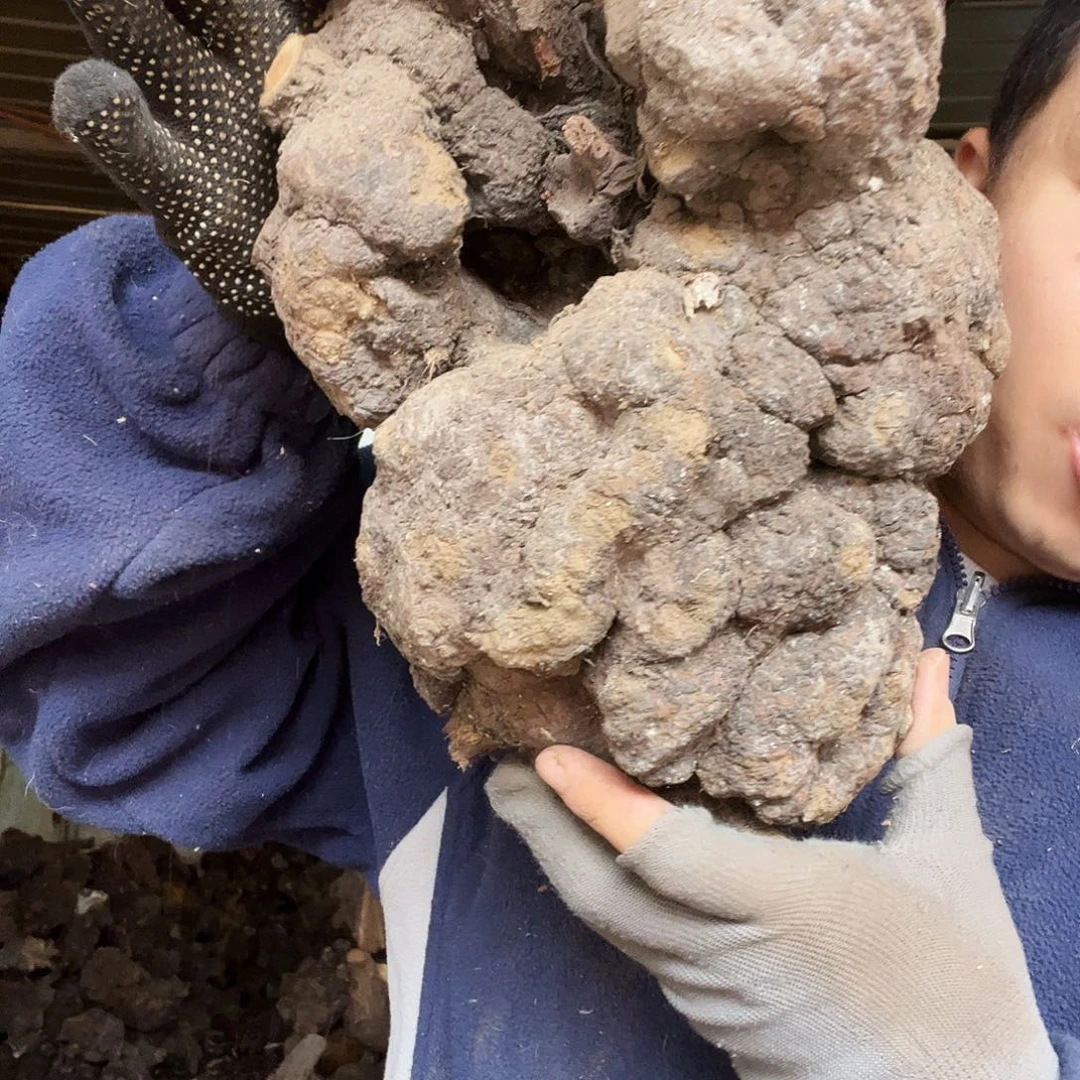 用***p无花朵000000000000371