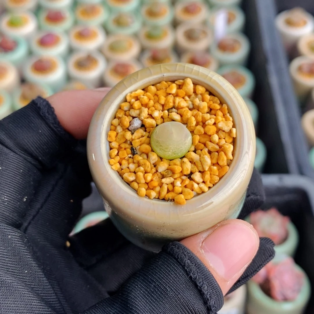 3113-一物一拍 带盆