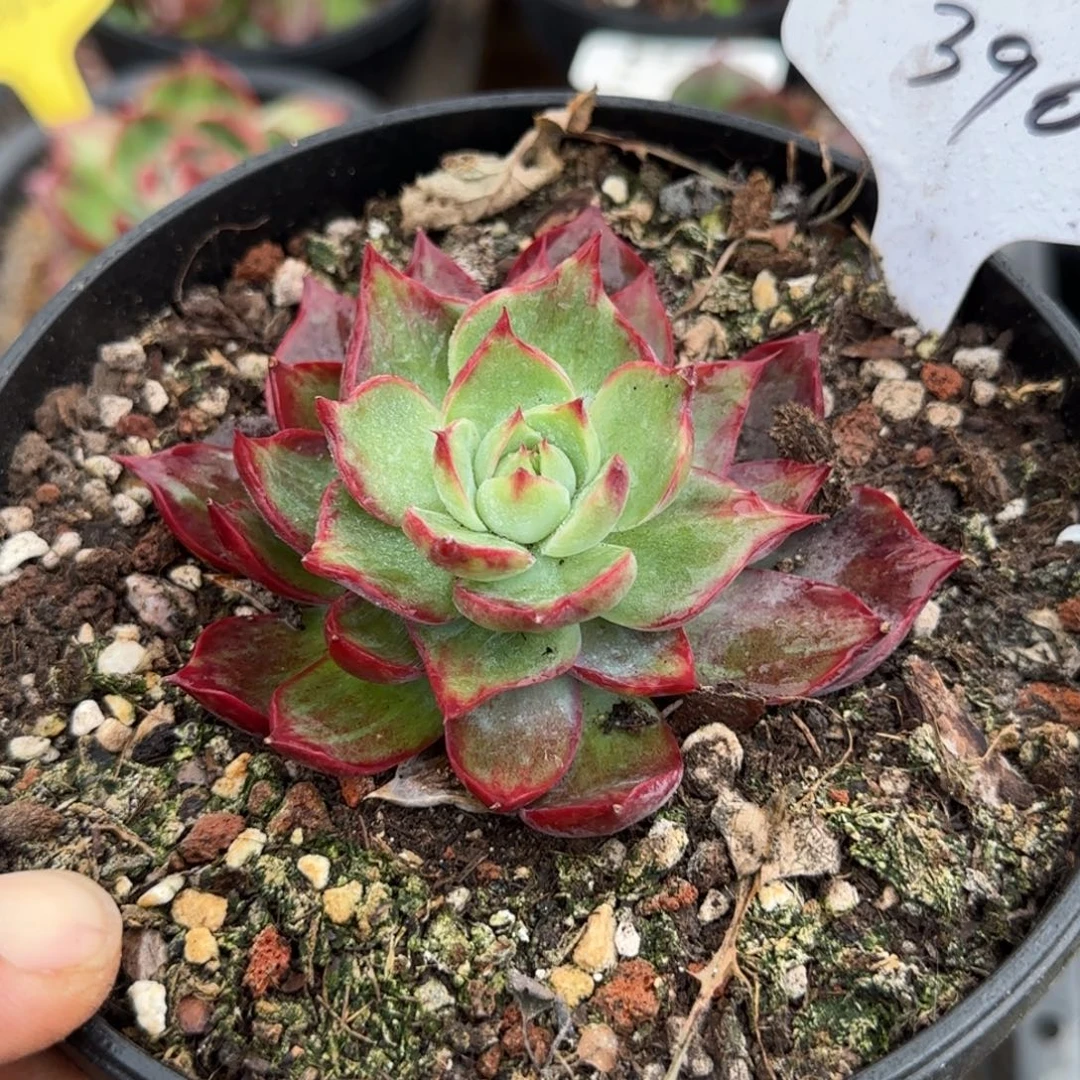 惊鸿一物一拍包装收缩花旱390