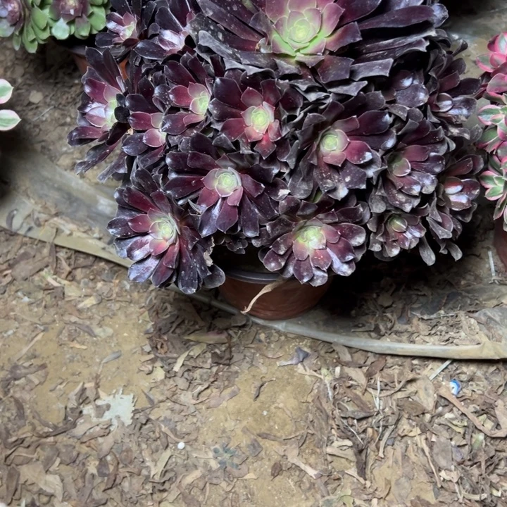 多肉植物满江红粉17