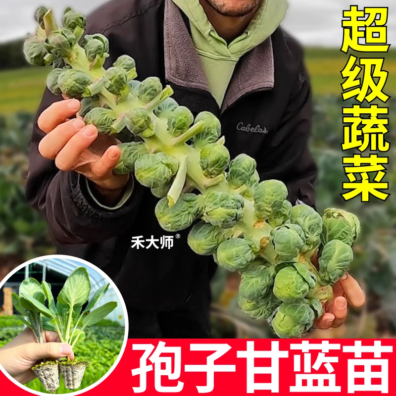 迷你孢子甘蓝秧苗带土球孢子甘蓝耐寒营养盆栽四季种苗阳台小院
