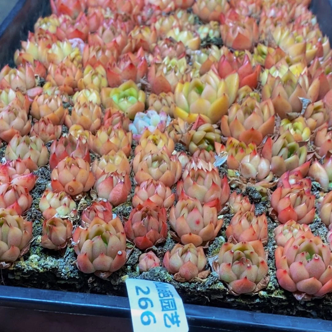 266多肉植物保护研究所所长的