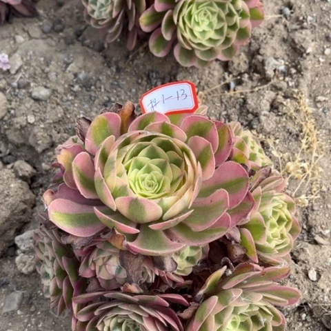 多肉植物倾城捧花