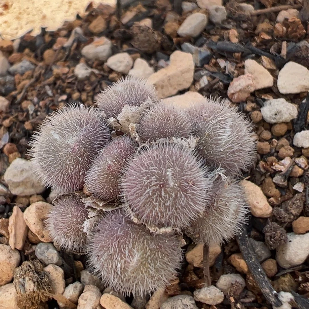 201多肉植物百科植物