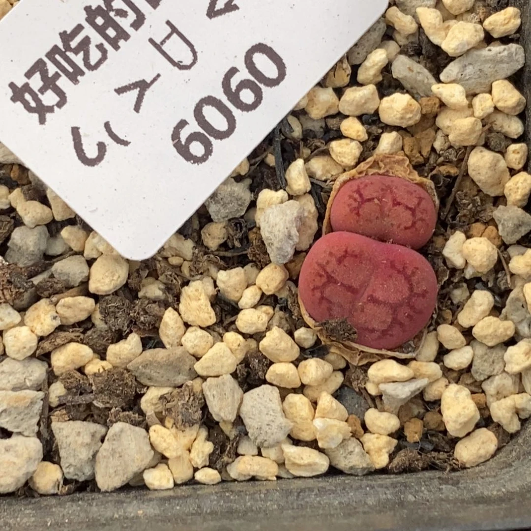 6060。18包邮.当天凑哦。新疆西藏88包邮