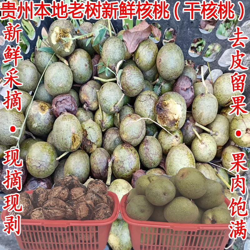 贵州紫云本地老树核桃果肉饱满新鲜采摘