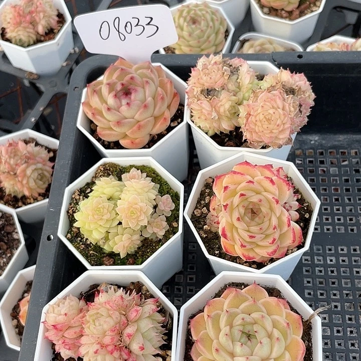 薇薇安园艺多肉08033