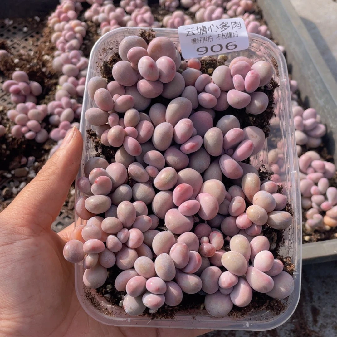 云糖心多肉植物906