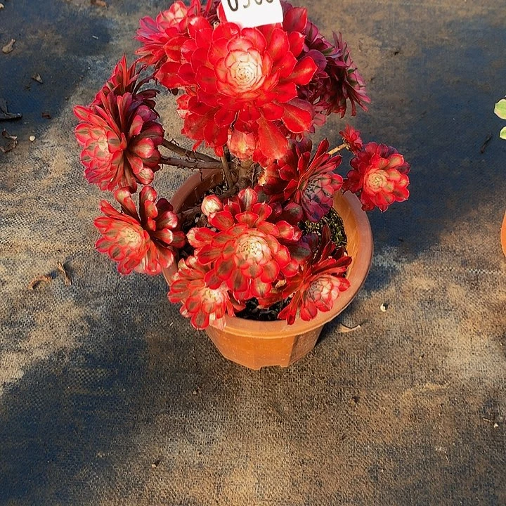 鳢多肉共同白5680000