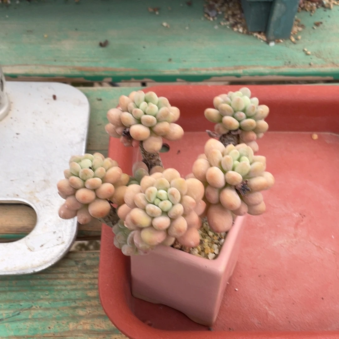 多肉植物的生长发育