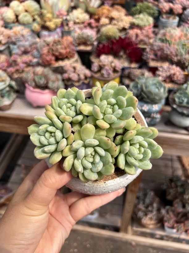百达翡翠自然群生老桩