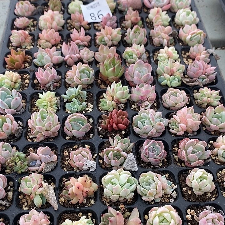 86 多肉植物盆栽花卉