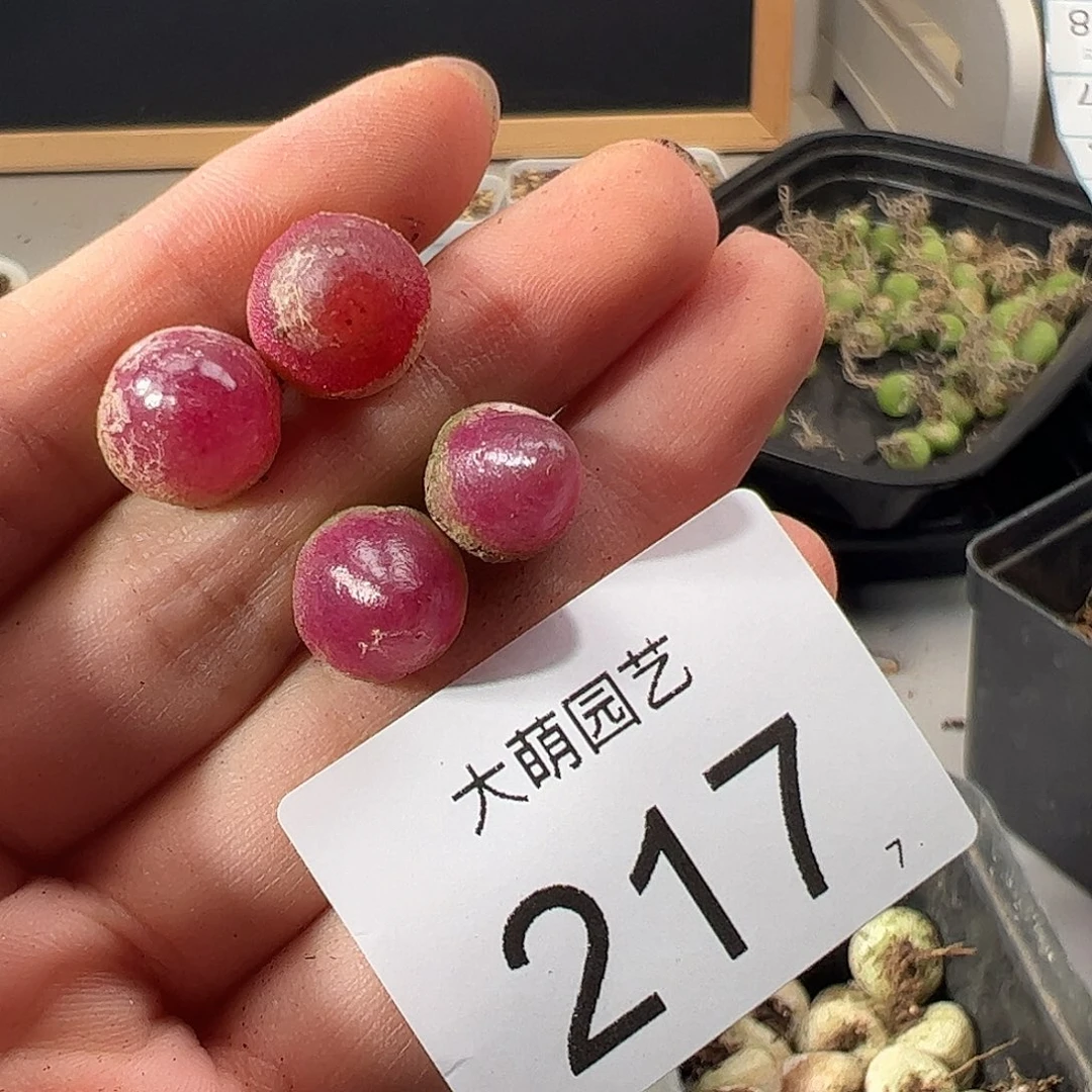 0000217 一物一拍。