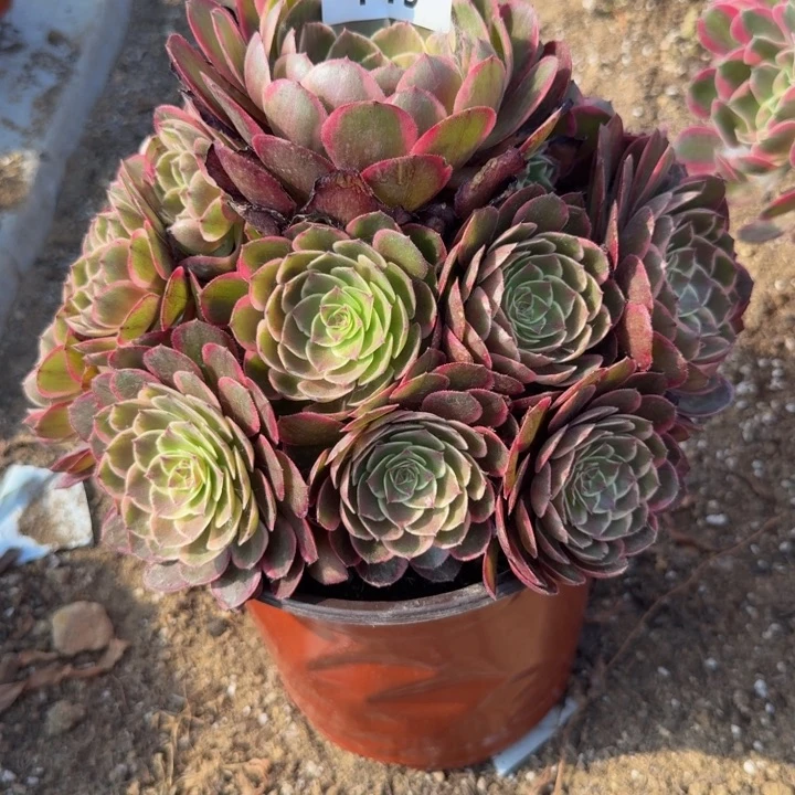 145粉花妖。多肉植物