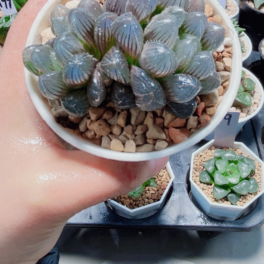 赤线多肉植物66666