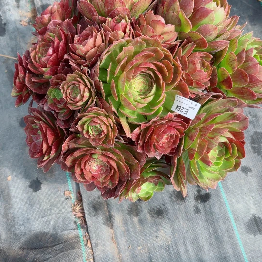 用****4264花月夜多肉植物