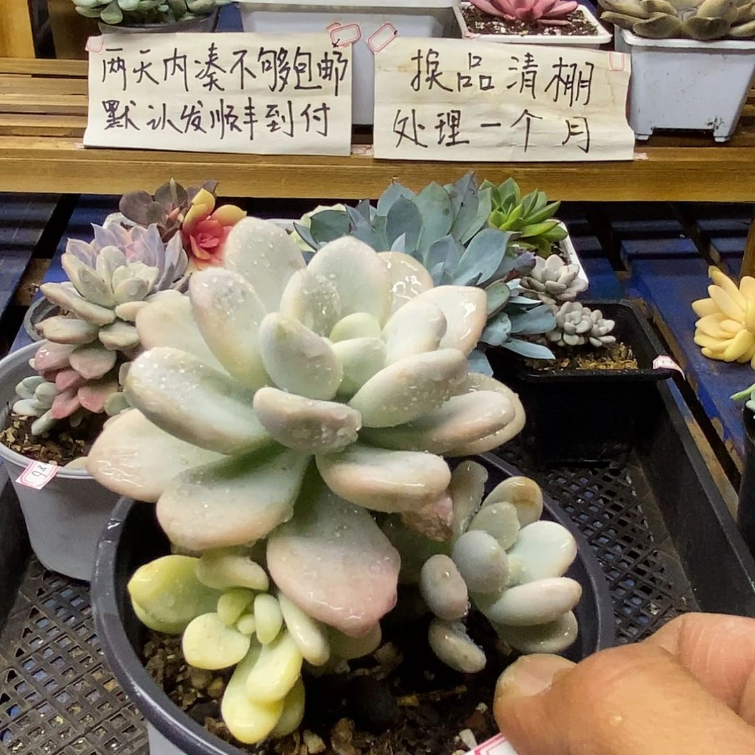 29187 洛神锦自然群
