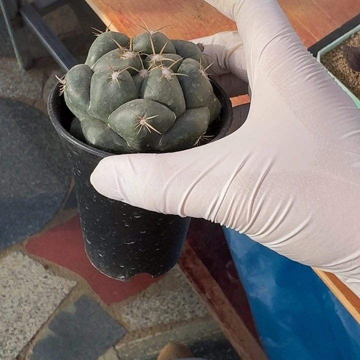 太****2巨象仙人球仙人球123