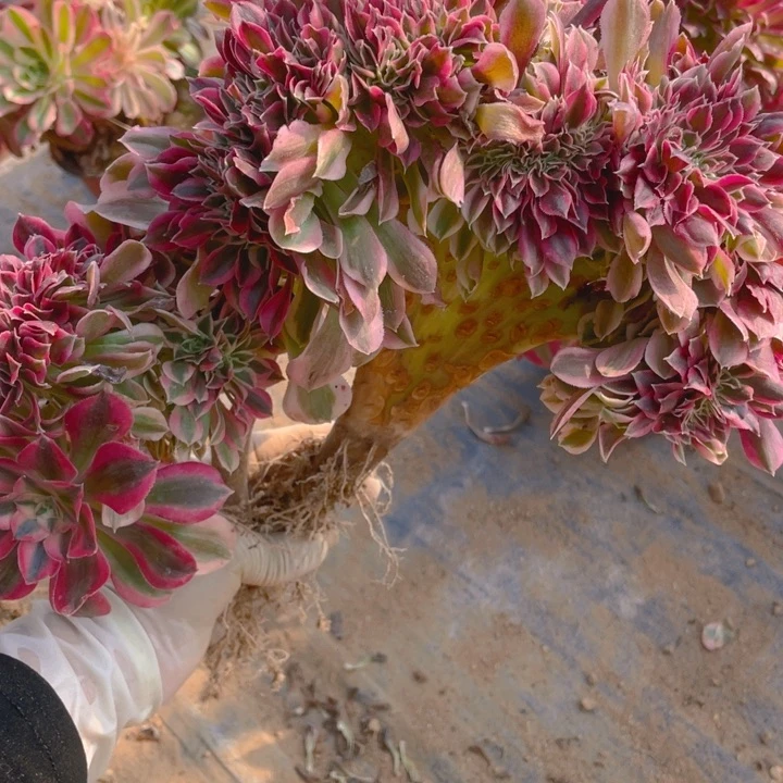 多肉粉女巫缀化895
