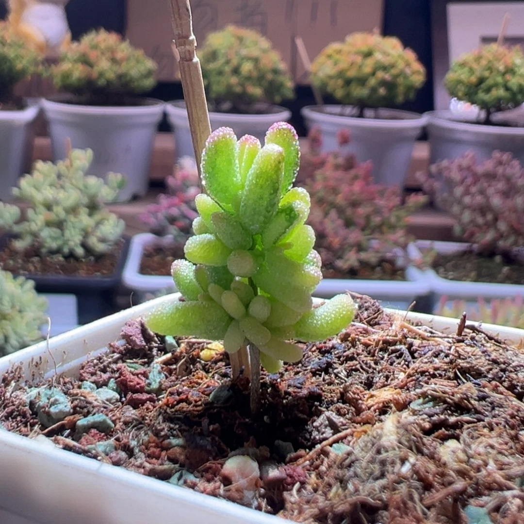 240米粒锦一物一拍包开箱