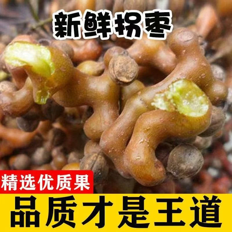 广西新鲜拐枣鲜果野生现摘现发枳椇子可泡酒可生吃的鸡爪梨万寿果