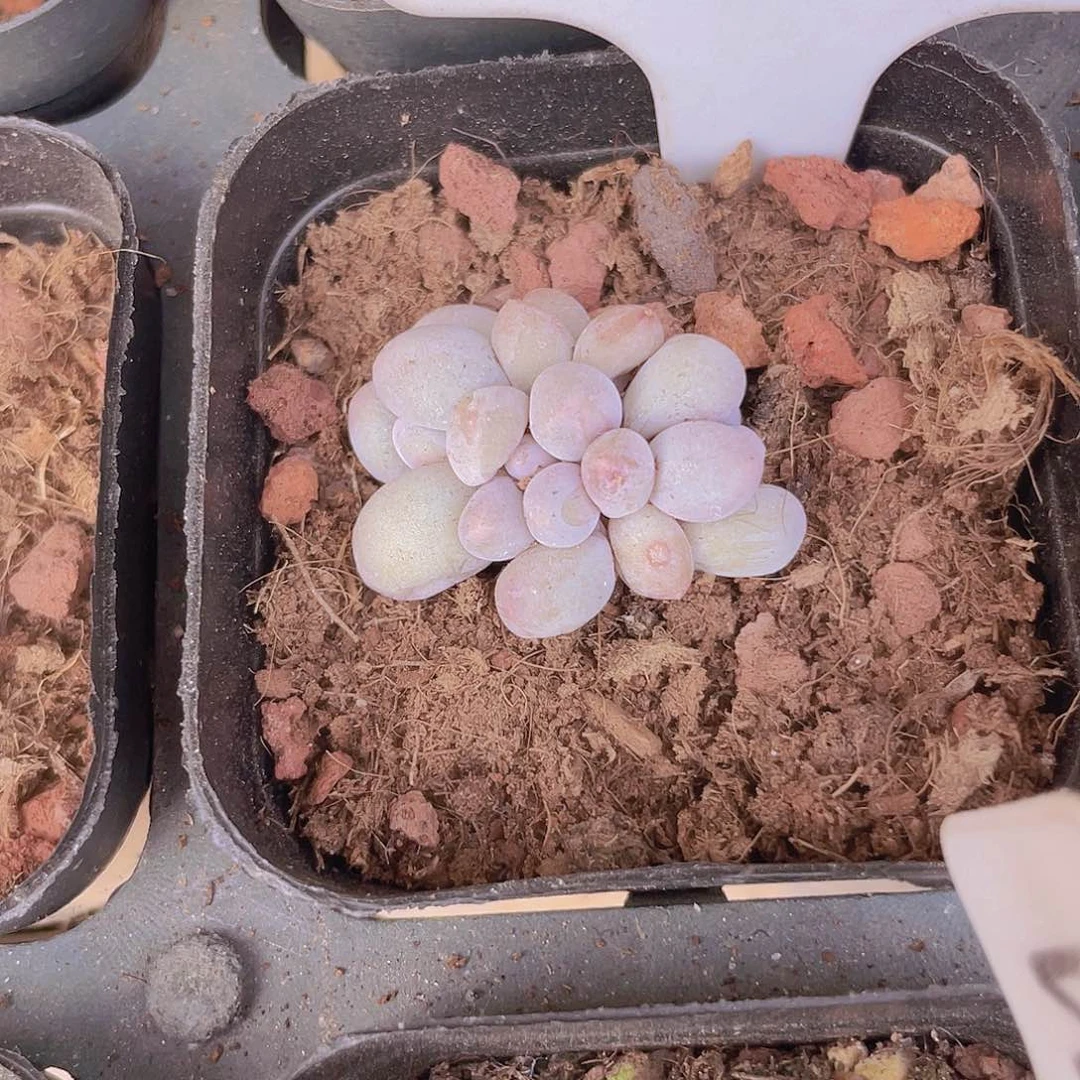 汤圆群a023一物一拍多肉