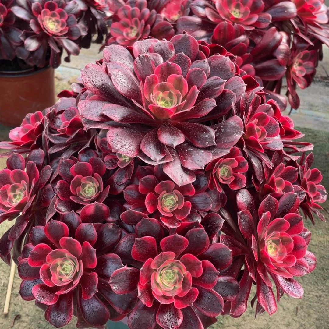 041凤冠精品法师多肉