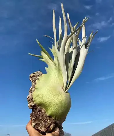 奥本河银鹿鹿角蕨孢子苗母本优秀可挑选的上墙植物女王小苗绿植