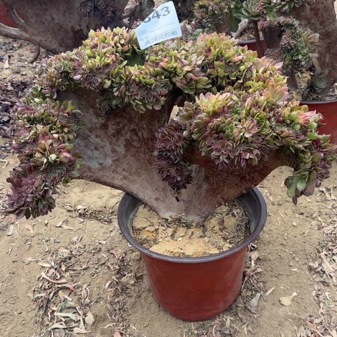 543万缀多肉植物