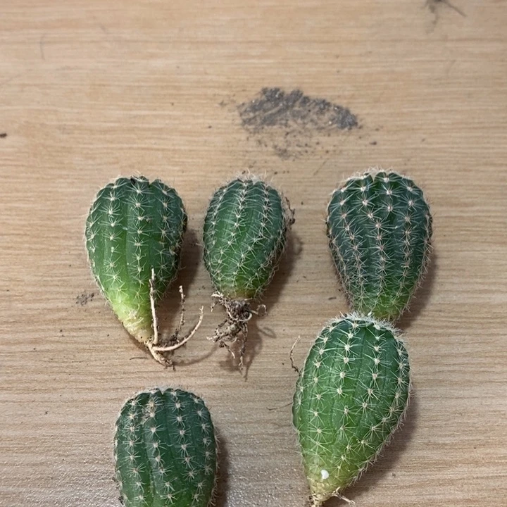 实生彩草小苗(2公分)5个