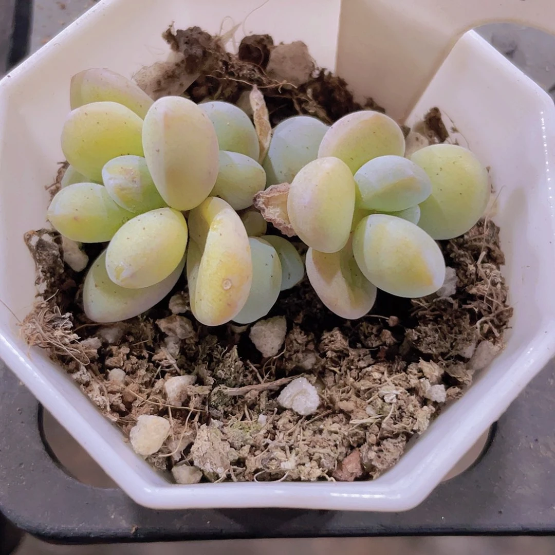 彩虹雪美人w021一物一拍