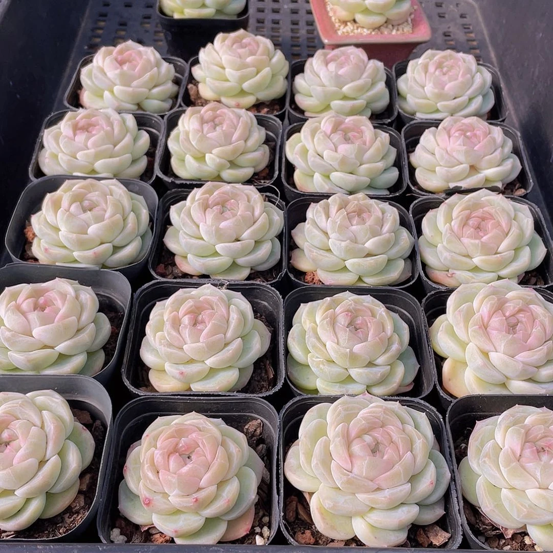 量拍27号 冰透雪团子单头一个