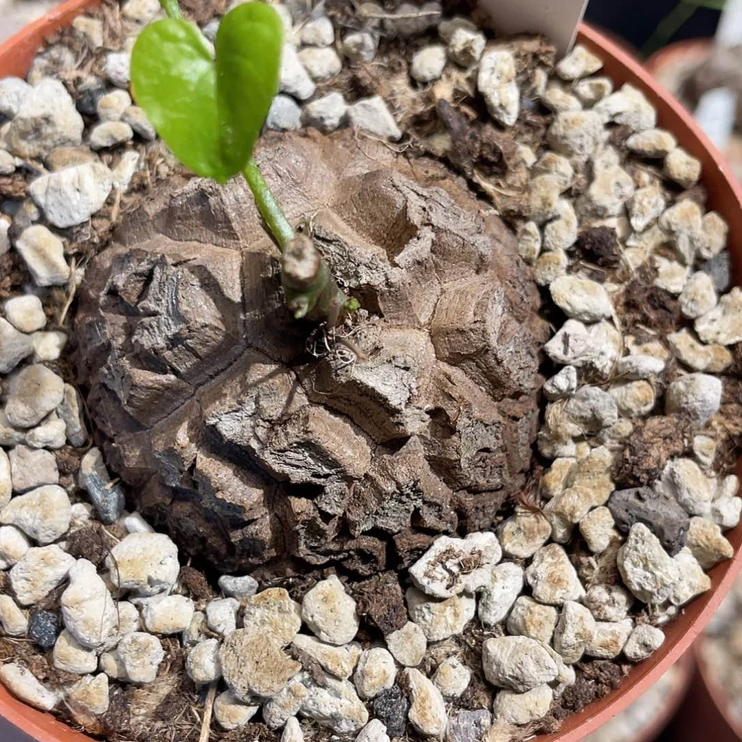 49龟甲龙不退不换