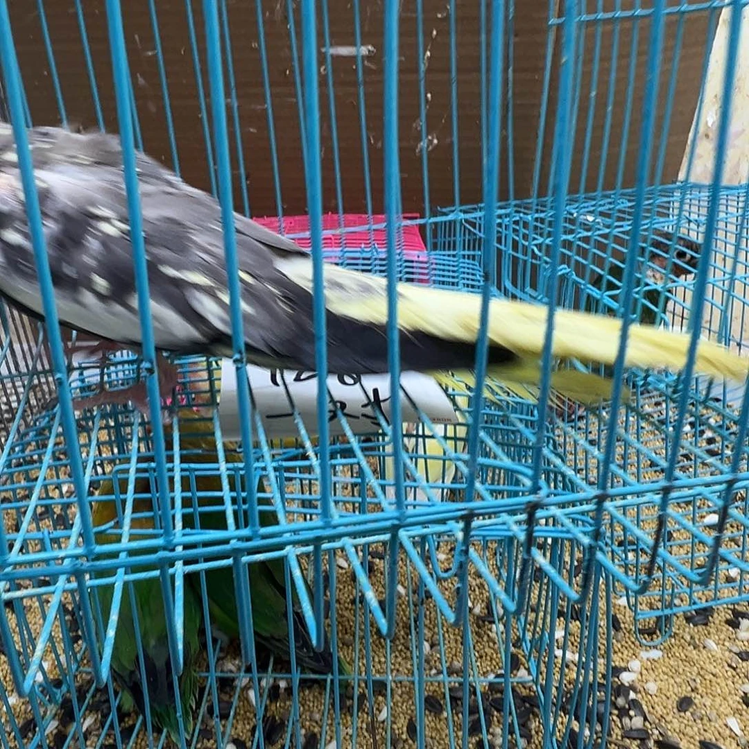 玄凤鹦鹉/鸡尾鹦鹉轻微少毛旋风一只158