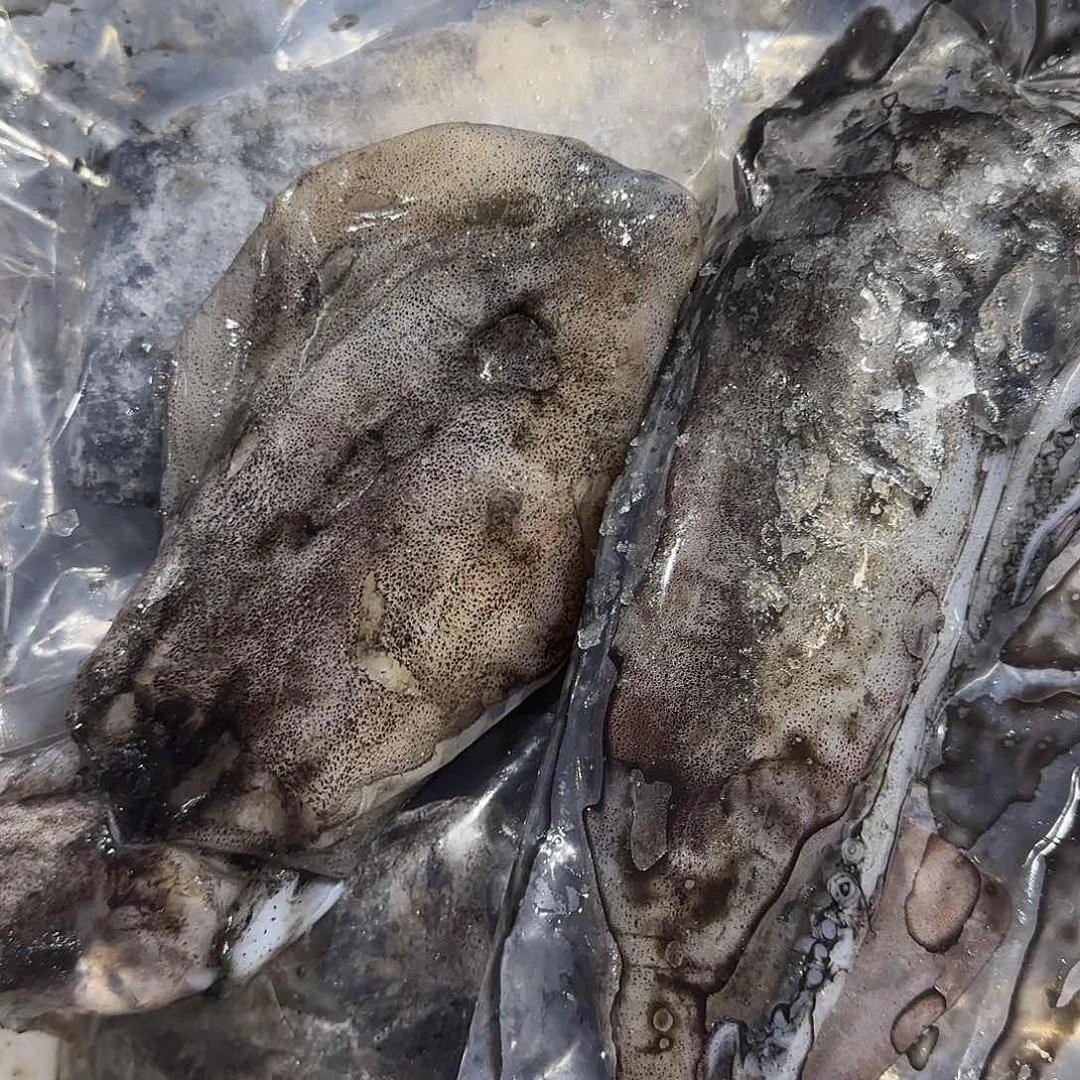 中国大陆舟山硬皮鱿鱼 鱿务