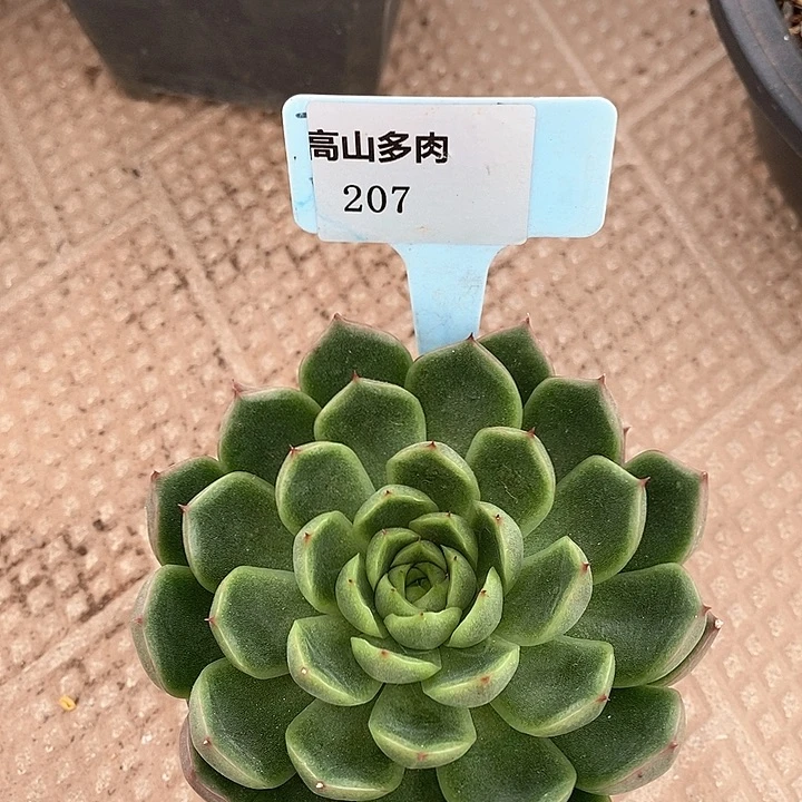 207-直播福利 东云