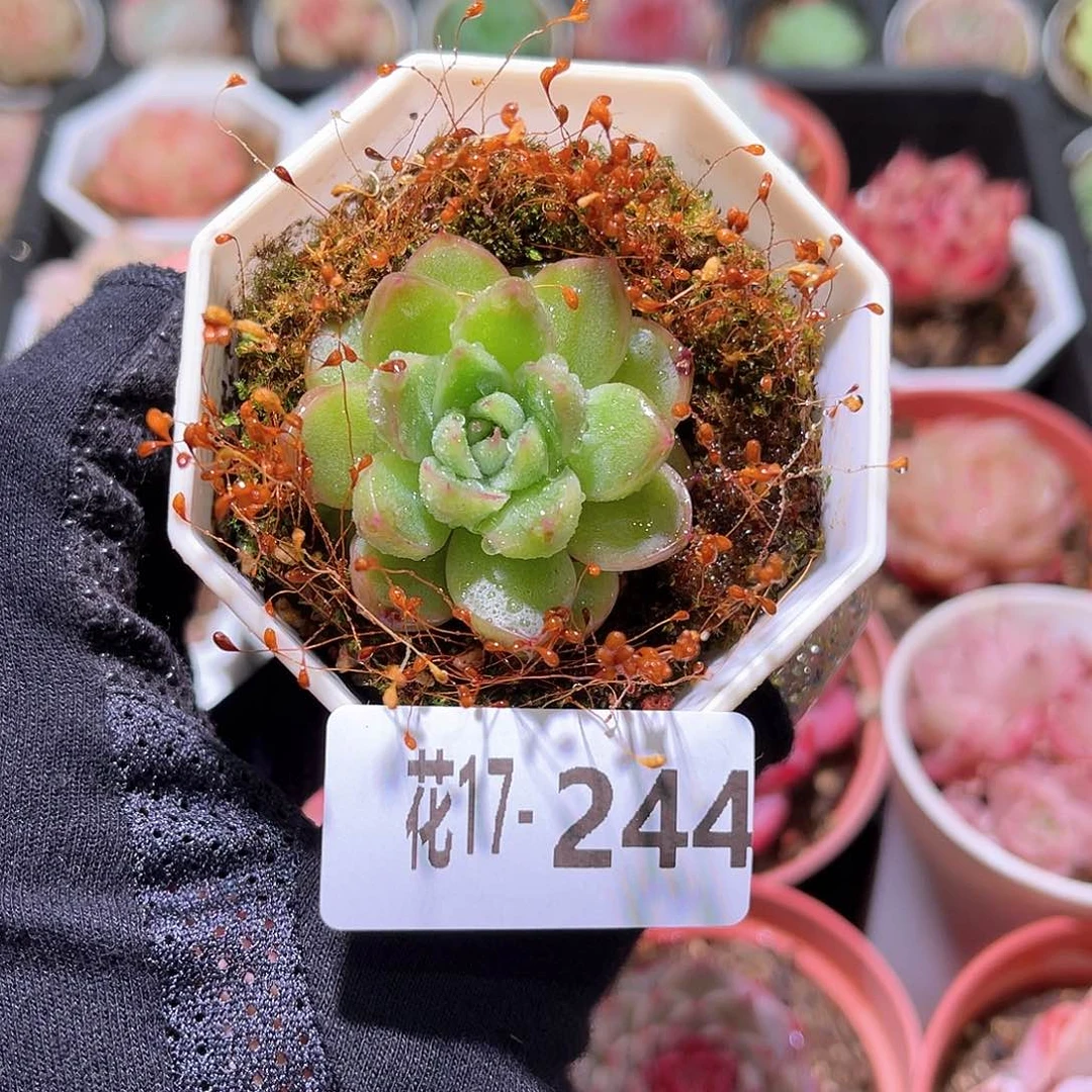 花利美17-244皮埃拉珍妮